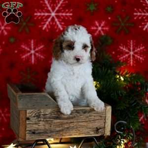 Tammy, Miniature Poodle Puppy